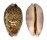 CYPRAEIDAE LEPOCYPRAEA MAPPA shell