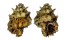 BURSIDAE BURSA LAMARCKI shell