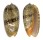 OLIVIDAE OLIVA RETICULATA ZEBRA shell