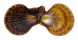 PECTINIDAE CHLAMYS SQUAMOSA shell