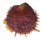 SPONDYLIDAE SPONDYLUS VARIANS shell
