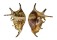 STROMBIDAE LAMBIS LAMBIS shell