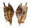STROMBIDAE LAMBIS LAMBIS shell