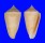 CONIDAE CONUS FLAVESCENS shell