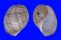 APLUSTRIDAE HYDATINA PHYSIS shell