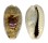 CYPRAEIDAE CYPRAEA ERRONES ERRONES shell