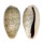 CYPRAEIDAE CYPRAEA ERRONES ERRONES shell