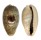 CYPRAEIDAE CYPRAEA ERRONES ERRONES shell