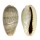 CYPRAEIDAE CYPRAEA ERRONES ERRONES shell