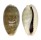 CYPRAEIDAE CYPRAEA ERRONES ERRONES shell