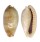 CYPRAEIDAE ERRONEA CAURICA CAURICA shell