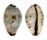 CYPRAEIDAE PURPURADUSTA GRACILIS shell