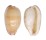 CYPRAEIDAE CYPRAEA COMPTONII COMPTONII shell