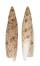 SERAPHSIDAE TEREBELLUM TEREBELLUM shell