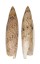 SERAPHSIDAE TEREBELLUM TEREBELLUM shell