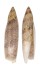 SERAPHSIDAE TEREBELLUM TEREBELLUM shell