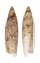 SERAPHSIDAE TEREBELLUM TEREBELLUM shell