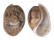 BULLIDAE BULLA AMPULLA shell