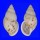 LANDSNAIL AMPHIDROMUS MACULIFERUS shell