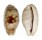 CYPRAEIDAE TALOSTOLIDA PELLUCENS PELLUCENS shell