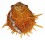 SPONDYLIDAE SPONDYLUS VARIEGATUS BARBATUS shell