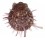 SPONDYLIDAE SPONDYLUS VARIEGATUS shell