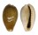 CYPRAEIDAE ERRONEA OVUM shell