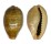 CYPRAEIDAE ERRONEA OVUM shell