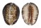 CYPRAEIDAE CYPRAEA DEPRESSA shell