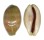 CYPRAEIDAE LYNCINA LEVIATHAN TITAN shell