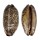 CYPRAEIDAE MAURITIA EGLANTINA shell