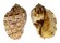 HARPIDAE HARPA MAJOR CONOIDALIS shell