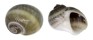 NATICIDAE NATICA GUALTERIANA shell