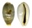 CYPRAEIDAE ERRONEA OVUM shell