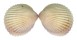 CARDIIDAE TRACHYCARDIUM FLAVUM SUBRUGOSUM shell