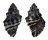 MURICIDAE ERGALATAX MARGARITICOLA shell