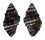 MURICIDAE ERGALATAX MARGARITICOLA shell