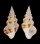 TURRIDAE DRILLIA ENNA shell