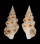 TURRIDAE DRILLIA ENNA shell