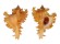 MURICIDAE CHICOREUS RAMOSUS shell