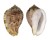 HARPIDAE MORUM AMABILE shell