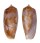 CONIDAE CONUS OBSCURUS shell