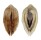 ARCIDAE ARCA SPECIES shell