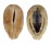 ARCIDAE ARCA SPECIES shell