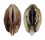 ARCIDAE ARCA SPECIES shell