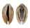 ARCIDAE ARCA SPECIES shell
