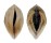 ARCIDAE ARCA SPECIES shell
