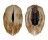 ARCIDAE ARCA SPECIES shell