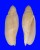 VOLUTIDAE VOLUTOCONUS MULTIFORMIS shell