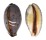 CYPRAEIDAE LYNCINA LYNX VANELLI shell